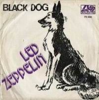 Black Dog 72 500